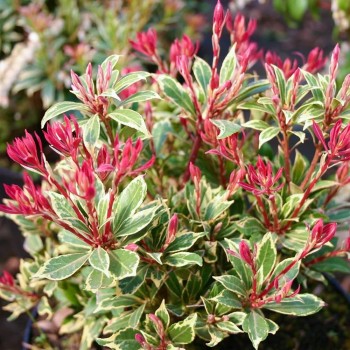 Piēra, Japanas "Carnaval" /pieris japonica/ - C2,5 Kont.