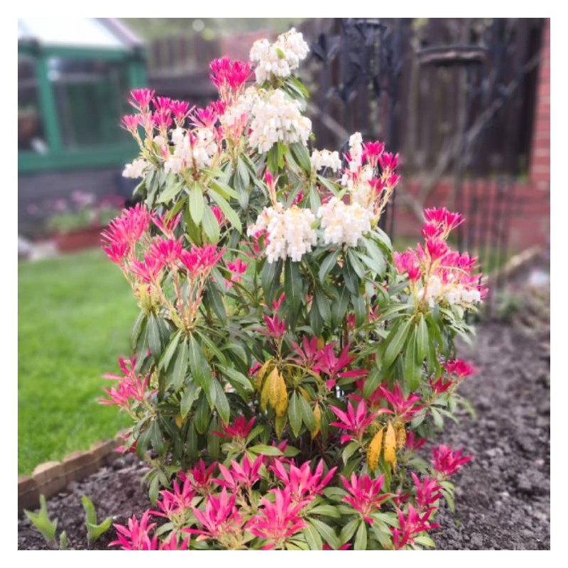 Piēra, Japanas "Carnaval" /pieris japonica/ - C2,5 Kont.
