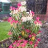 Piēra, Japanas "Carnaval" /pieris japonica/ - C2,5 Kont.
