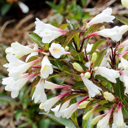 Veigela, krāšņā "Black and white" /Weigela florida/- P9 kont.