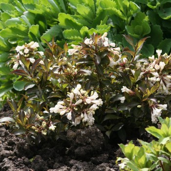 Veigela, krāšņā "Black and white" /Weigela florida/- P9 kont.