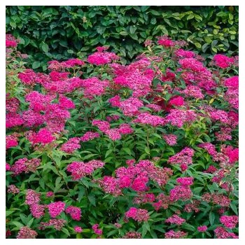 Spireja, Japānas "Anthony Waterer"/Spiraea japonica/ - P9 kont.