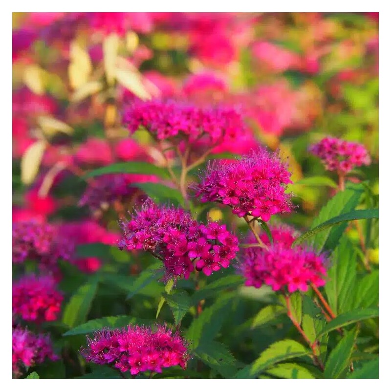 Spireja, Japānas "Anthony Waterer"/Spiraea japonica/ - P9 kont.