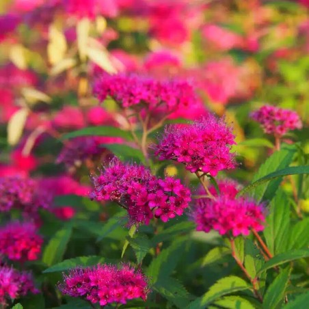 Spireja, Japānas "Anthony Waterer"/Spiraea japonica/ - P9 kont.