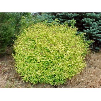 Spireja, Japānas ,,Goldmound,, /Spiraea japonica/ - P9 kont.