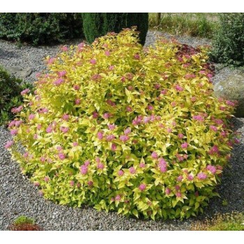 Spireja, Japānas ,,Goldmound,, /Spiraea japonica/ - P9 kont.