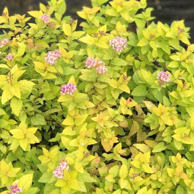 Spireja, Japānas ,,Goldmound,, /Spiraea japonica/ - P9 kont.