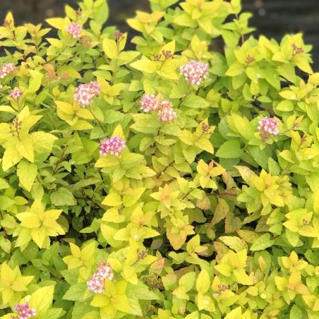 Lanksva, japoninė ,,Goldmound,, /Spiraea japonica/ - P9 kont.