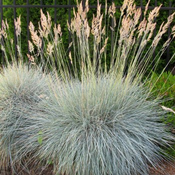 Auzene, zilganā /Festuca glauca/ - P12 kont.