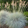 Auzene, zilganā /Festuca glauca/ - P12 kont.
