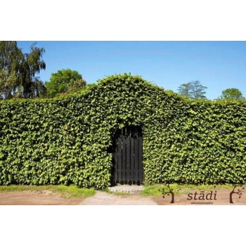 Skroblas, paprastasis /carpinus betulus/ - Kailsaknis sodinukas, 100-125cm.