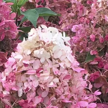 Skarainā hortenzija ,,Pandria,, /hydrangea paniculata/ - C3 kont.