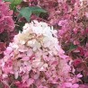 Skarainā hortenzija ,,Pandria,, /hydrangea paniculata/ - C3 kont.