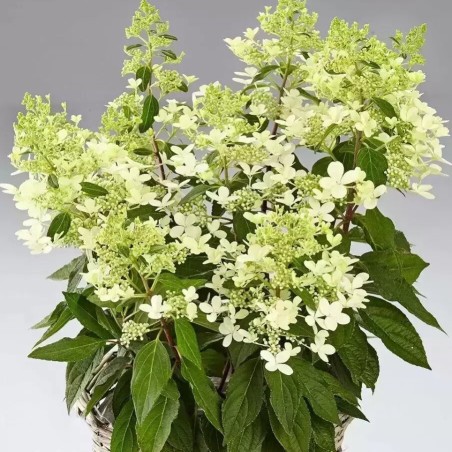 Skarainā hortenzija ,,Pandria,, /hydrangea paniculata/ - C3 kont.