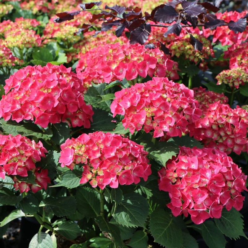Hortenzija, liellapu 'Leuchtfeuer' /hydrangea macrophylla/ - C3 kont.