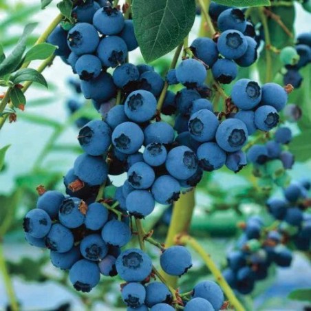 Krūmmellene ,,Bluecrop,, /Vaccinium corymbosum/ -  C5 kont.