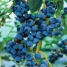 Krūmmellene ,,Bluecrop,, /Vaccinium corymbosum/ -  C5 kont.