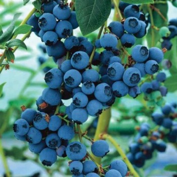 Krūmmellene ,,Bluecrop,,...