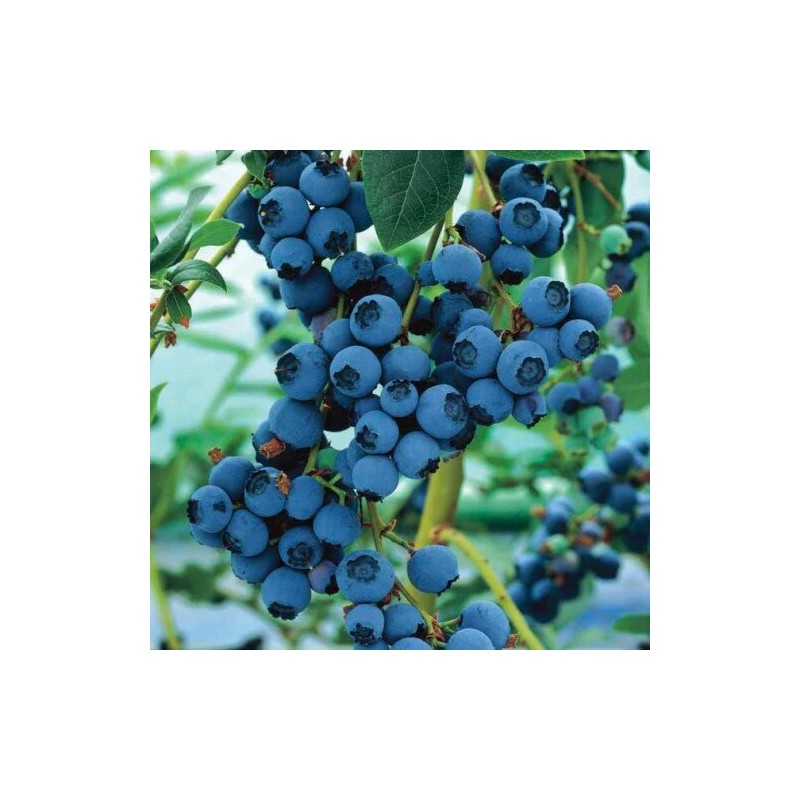 Krūmmellene ,,Bluecrop,, /Vaccinium corymbosum/ - P9 kont.