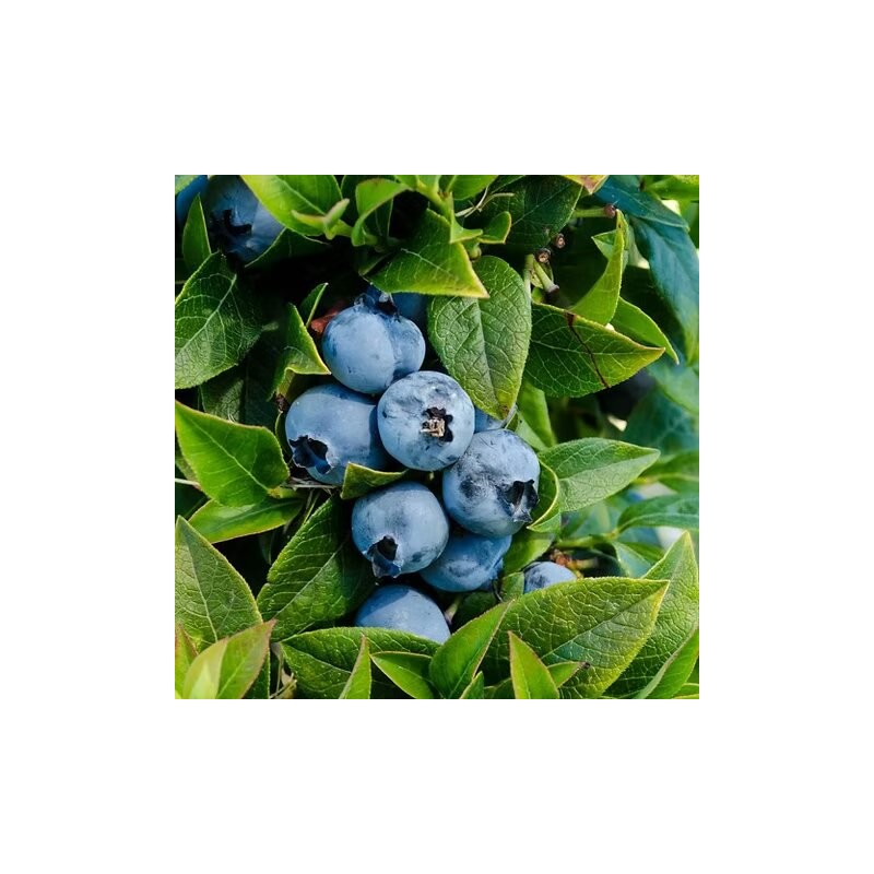 Krūmmellene ,,Chandler,, /Vaccinium corymbosum/ - C5 kont.