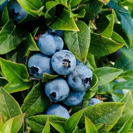 Krūmmellene ,,Chandler,, /Vaccinium corymbosum/ - P9 kont.