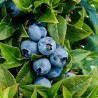Krūmmellene ,,Chandler,, /Vaccinium corymbosum/ - P9 kont.