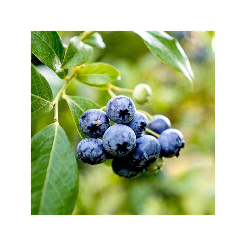 Krūmmellene ,,Chanticleer,, /Vaccinium corymbosum/ - C2 kont.