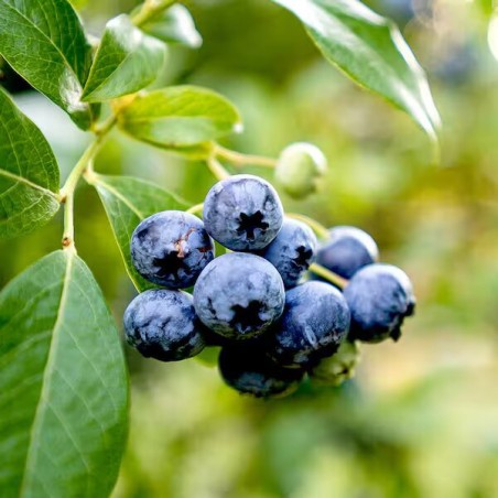 Krūmmellene ,,Chanticleer,, /Vaccinium corymbosum/ - C2 kont.