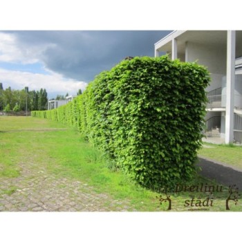 Skroblas, paprastasis /carpinus betulus/ - Kailsaknis sodinukas, 100-125cm.