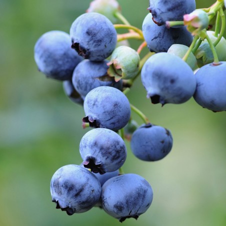 Krūmmellene ,,Herbert,, /Vaccinium corymbosum/ - C2 kont.