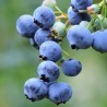 Krūmmellene ,,Herbert,, /Vaccinium corymbosum/ - C2 kont.