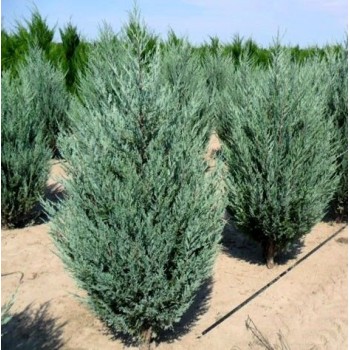 Kadiķis, klinškalnu ,,Moonglow,, /Juniperus scopulorum/ - C2,5 kont. 60-80 cm.