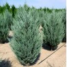 Kadiķis, klinškalnu ,,Moonglow,, /Juniperus scopulorum/ - C2,5 kont. 60-80 cm.