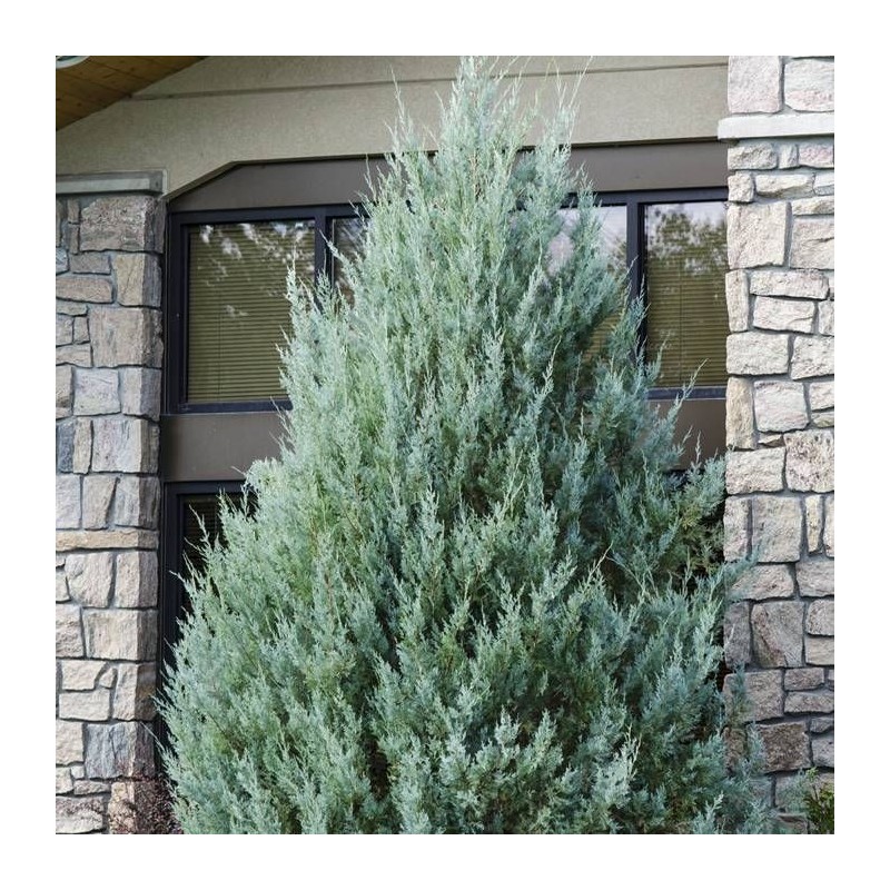 Kadiķis, klinškalnu ,,Moonglow,, /Juniperus scopulorum/ - C2,5 kont. 60-80 cm.