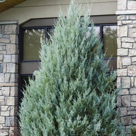 Kadiķis, klinškalnu ,,Moonglow,, /Juniperus scopulorum/ - C2,5 kont. 60-80 cm.