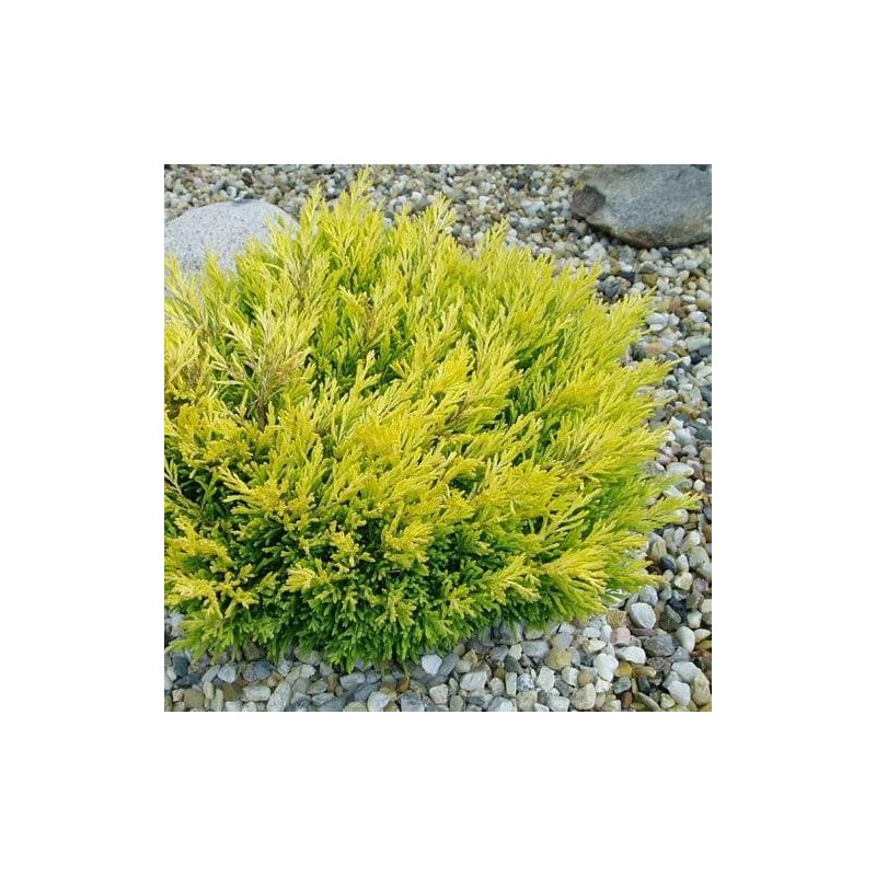 Kadiķis, klājeniskais ,,Lime Glow,, /juniperus horizontalis/- C2 kont.