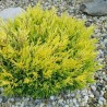 Kadiķis, klājeniskais ,,Lime Glow,, /juniperus horizontalis/- C2 kont.