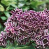 Ceriņš 'Sensation' /Syringa vulgaris/- C3 kont.