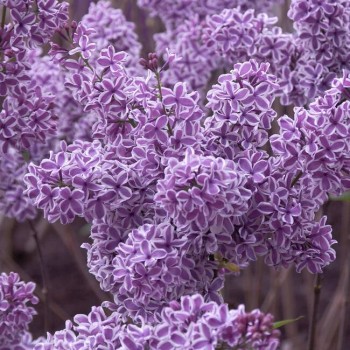 Ceriņš 'Sensation' /Syringa vulgaris/- C2,5 kont.