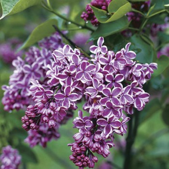 Ceriņš 'Sensation' /Syringa vulgaris/- C3 kont.