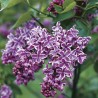 Ceriņš 'Sensation' /Syringa vulgaris/- C3 kont.