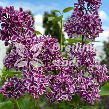 Alyva 'Sensation' /Syringa...