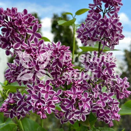 Ceriņš 'Sensation' /Syringa vulgaris/- C3 kont.