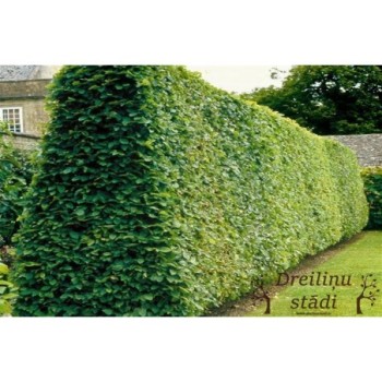 Skroblas, paprastasis /carpinus betulus/ - Kailsaknis sodinukas, 100-125cm.