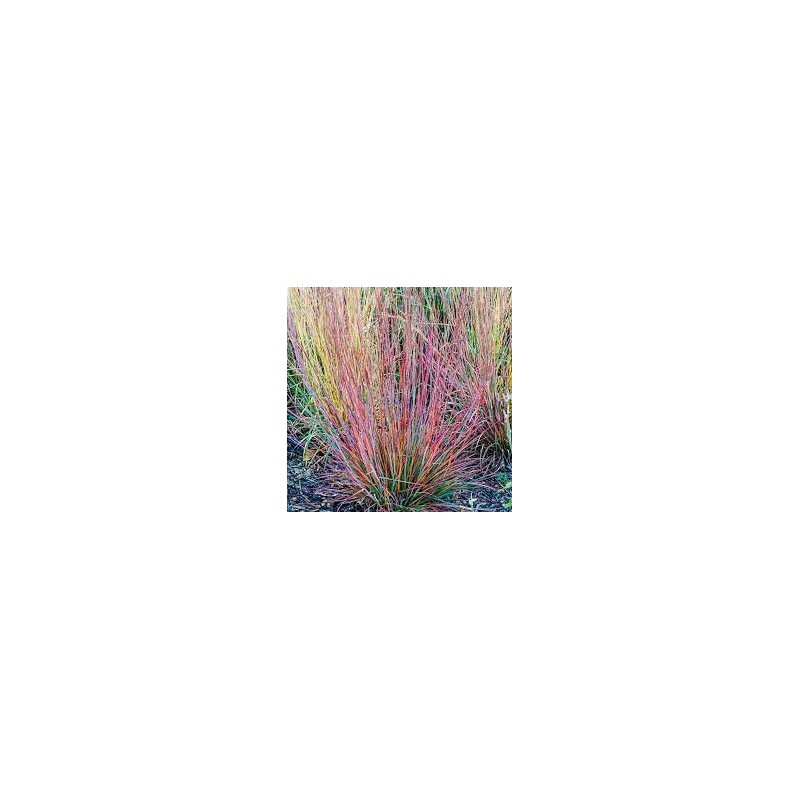 Andropogone, sukveida 'Standing Ovation' /Schizachyrium scoparium/ - C2 kont.