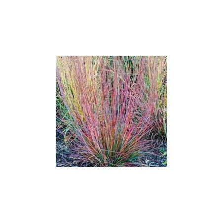 Andropogone, sukveida 'Standing Ovation' /Schizachyrium scoparium/ - C2 kont.