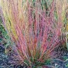 Andropogone, sukveida 'Standing Ovation' /Schizachyrium scoparium/ - C2 kont.