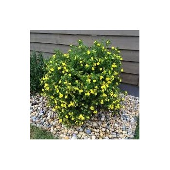 Klinšrozīte, parastā “Goldstar” /Potentilla fruticosa/ - P9 kont.