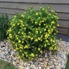 Klinšrozīte, parastā “Goldstar” /Potentilla fruticosa/ - P9 kont.