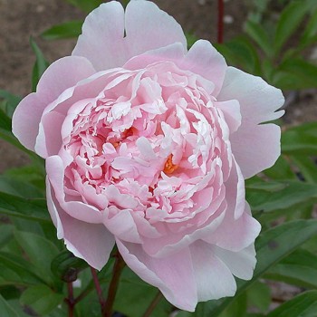 Peonija 'Reine Hortense'...